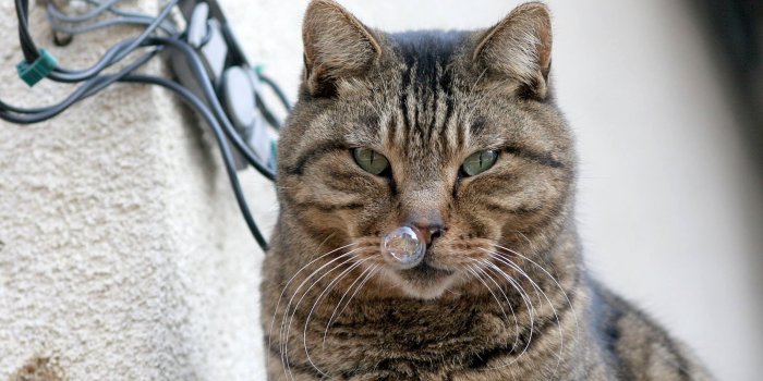 1600x1200 Funny Cats - Cats Wallpaper (9474475) - Fanpop