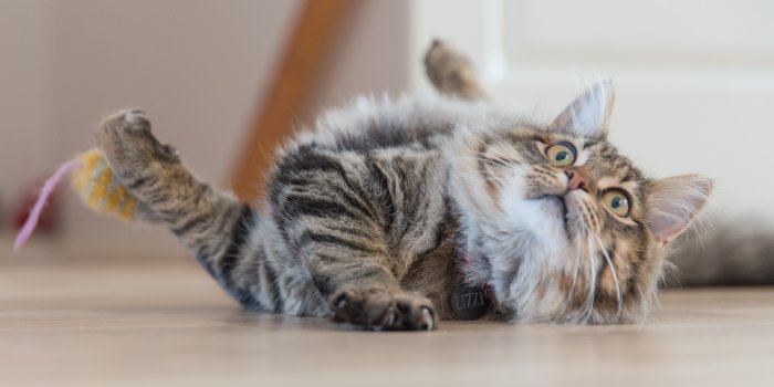 2400x1350 Funny Cat Photos, Download Free Funny Cat Stock Photos & HD Images