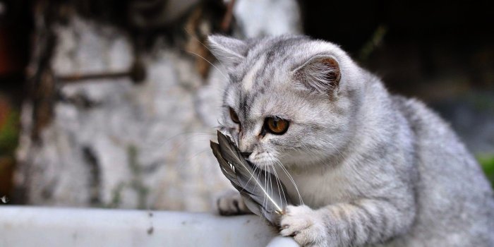 1920x1080 Lovely Cat Wallpaper HD - PixelsTalk.Net