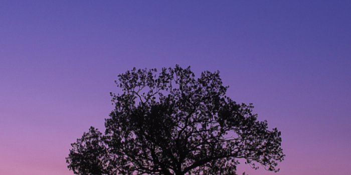 720x1600 720x1600 Dark Sky Tree Purple Sky Nature 720x1600 Resolution Wallpaper, HD  Nature 4K Wallpapers, Images, Photos and Background - Wallpapers Den