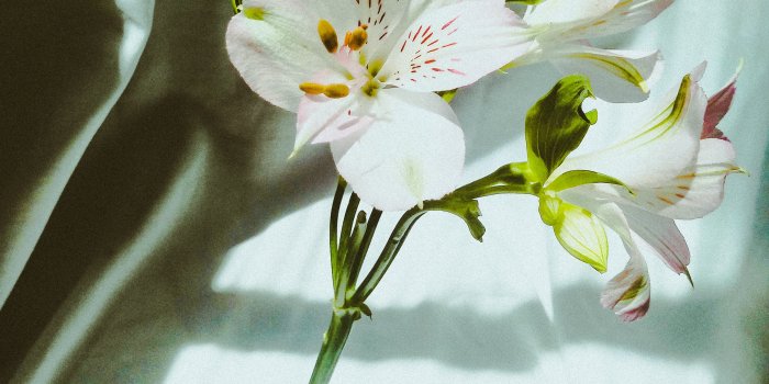 2965x3953 Lily Photos, Download Free Lily Stock Photos & HD Images