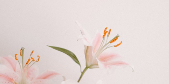 1000x1500 Lily Flower Pictures | Download Free Images on Unsplash