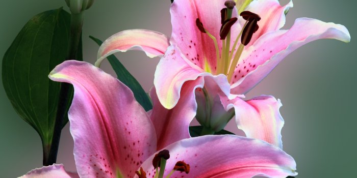 3448x4990 Lily Flower iPhone Wallpapers