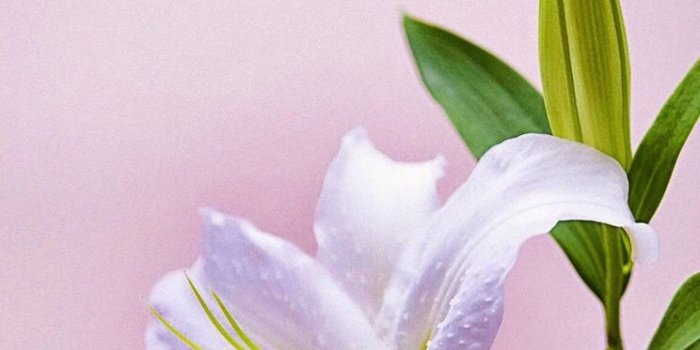 744x1392 Обои wallpaper iPhone lily | Цветочные фоны, Розовые цветочные композиции,  Картинки подсолнечника