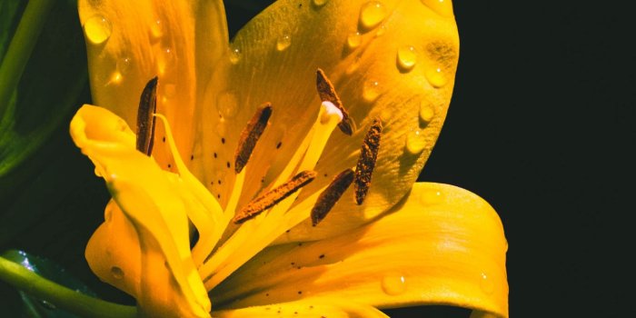 1350x2400 Download wallpaper 1350x2400 lily, flower, yellow, wet, drops iphone  8+/7+/6s+/6+ for parallax hd background