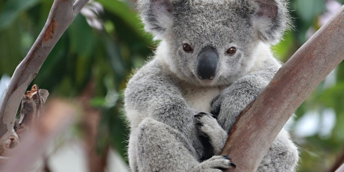 1920x1200 100+ Koala HD Wallpapers and Backgrounds