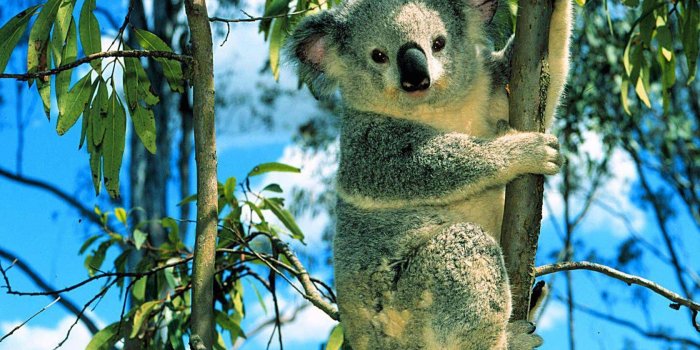 1680x1050 Koala Wallpapers