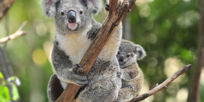 2560x1600 100+ Koala HD Wallpapers and Backgrounds