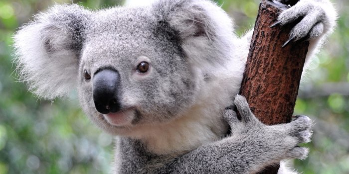 2560x1600 Koala Wallpapers - Top Free Koala Backgrounds - WallpaperAccess