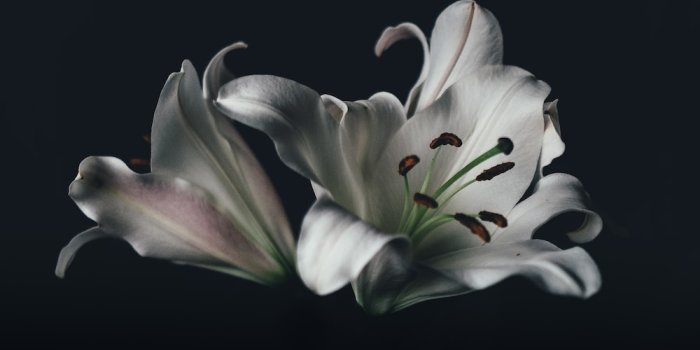 1000x1333 white oriental lily flower photo – Free Black Image on Unsplash