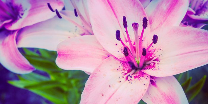 1400x788 Lily flowers free wallpapers on Behance