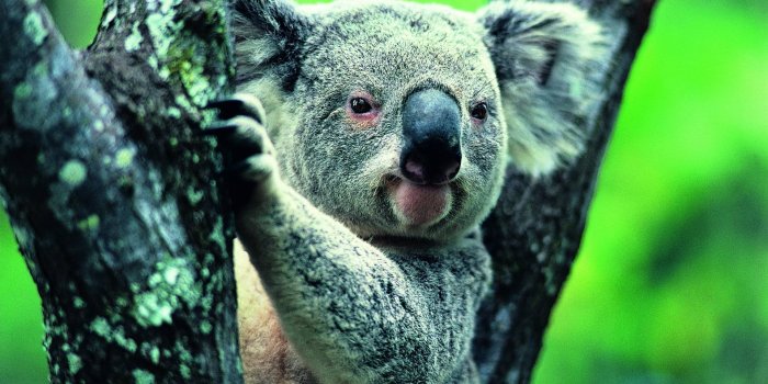 1920x1200 Animal Koala HD Wallpapers