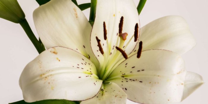 1080x1920 White Lily Flower - Wallpaper
