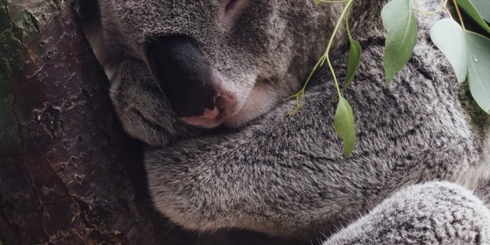 1125x2436 Best Koala hd iPhone HD Wallpapers - iLikeWallpaper