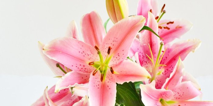 1080x1920 Free Lily iPhone Wallpaper | Enthralling gumption | Iphone wallpaper,  Pretty wallpapers, Wallpaper