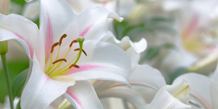 1920x1200 Lily Flowers Wallpapers