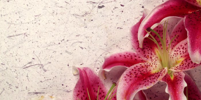 1680x1050 Decor Lily wallpapers | Decor Lily stock photos