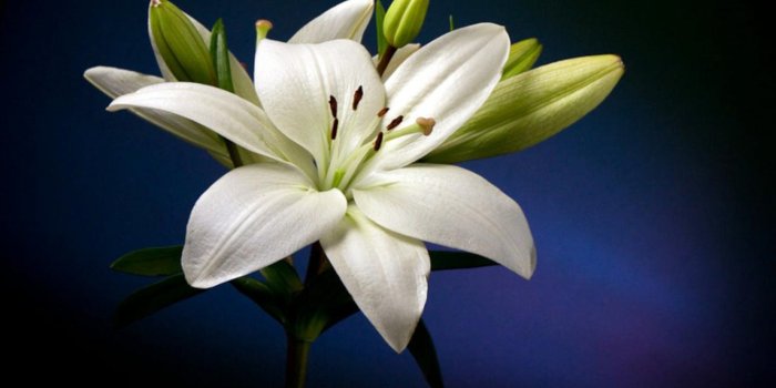 2560x1600 Beautiful White Lily Flower Hd Wallpaper : Wallpapers13.com
