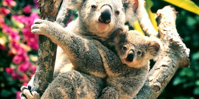 1024x768 Koala Wallpaper - Pets Cute and Docile