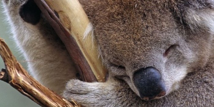 1024x1024 Sleepy Cute Koala iPad Wallpaper Download | iPhone Wallpapers, iPad  wallpapers One-stop Download | Koala bear, Cute animals, Animals