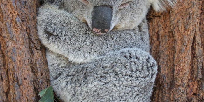 1000x1500 30k+ Cute Koala Pictures | Download Free Images on Unsplash