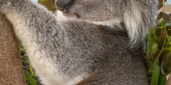2784x4176 Koala Photos, Download Free Koala Stock Photos & HD Images