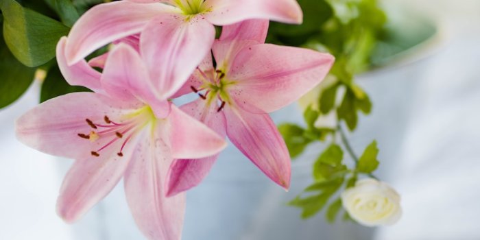 1000x1499 Lily Flower Pictures | Download Free Images on Unsplash
