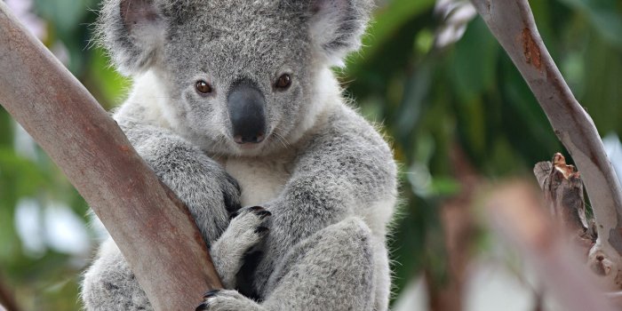 1280x800 73+] Koala Wallpapers - WallpaperSafari