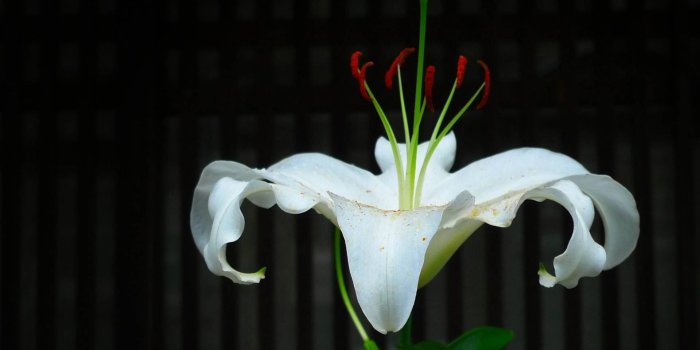 1920x1334 Free White Lily Wallpaper Downloads, [44+] White Lily Wallpapers for FREE |  Wallpapers.com