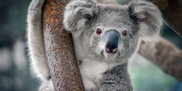 4000x2667 1351965 Koala 4K - Rare Gallery HD Wallpapers