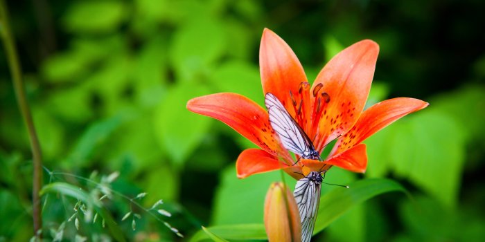 5616x3744 78703 Butterfly 4K, Flower, Lily - Rare Gallery HD Wallpapers