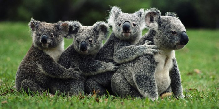 1920x1080 38 Koala Wallpapers - Wallpaperboat
