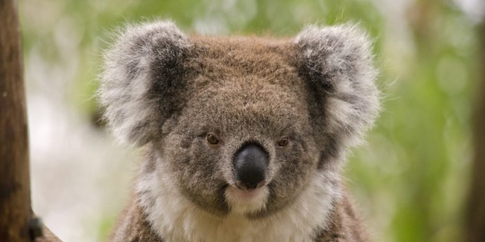 1920x1272 My Koala HD Wallpapers New Tab Theme - MyStart