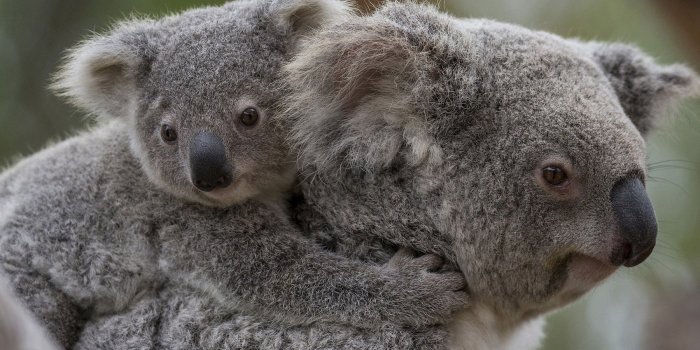1800x1125 koala, Baby Wallpapers HD / Desktop and Mobile Backgrounds