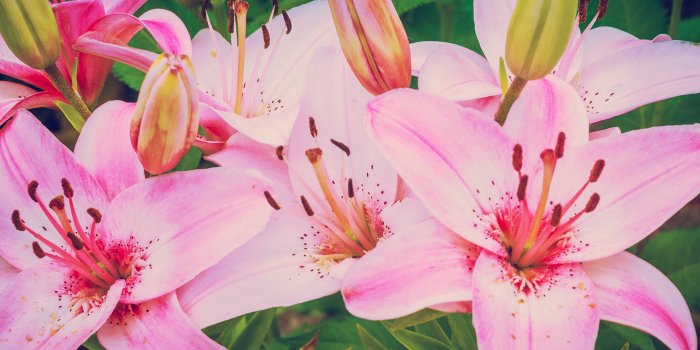 1400x788 Lily flowers free wallpapers on Behance
