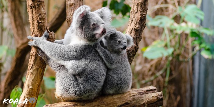 2560x1280 Koala Bears HD Wallpaper - Gnome-look.org