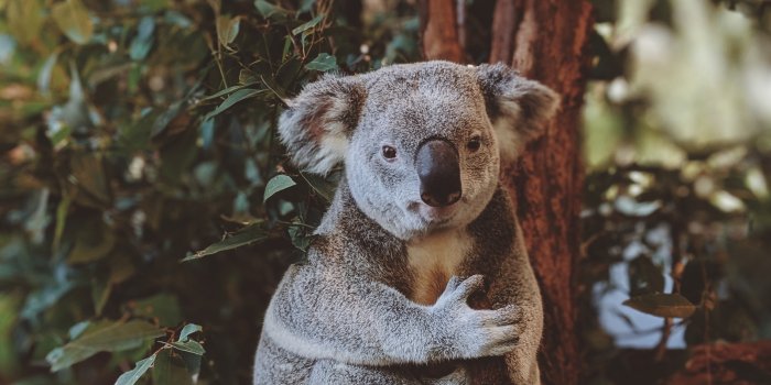 3024x4032 Koala Photos, Download Free Koala Stock Photos & HD Images