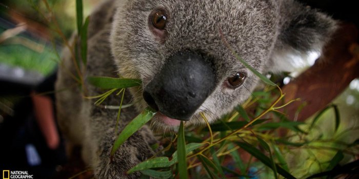 1920x1080 Koala Australia-National Geographic wallpaper Preview | 10wallpaper.com