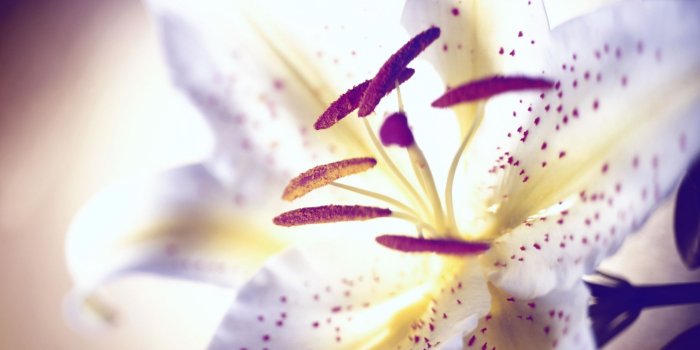 1920x1080 70+] Tiger Lily Wallpaper - WallpaperSafari