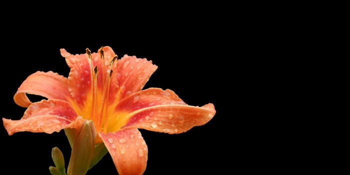 1920x1080 Desktop Wallpaper Lily Flower, Drops, Orange Flower, Hd Image, Picture,  Background, 5ee4cc