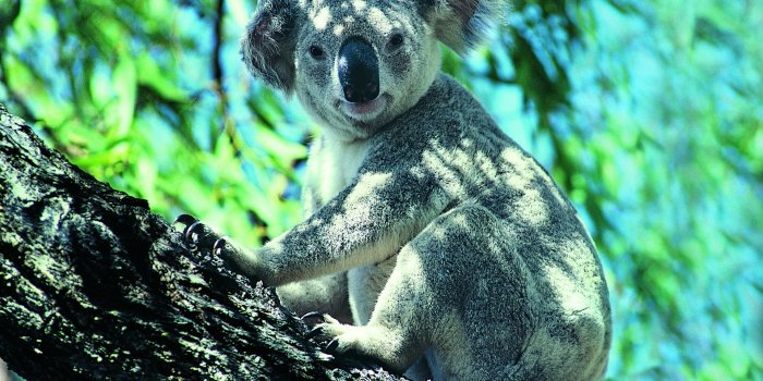 1920x1200 100+ Koala HD Wallpapers and Backgrounds