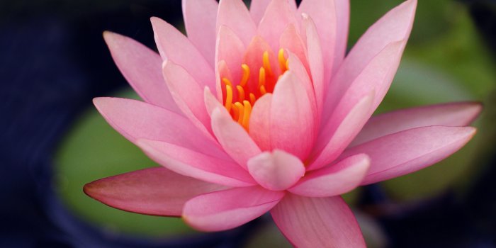 2048x1425 Lily Flower, HD Flowers, 4k Wallpapers, Images, Backgrounds, Photos and  Pictures