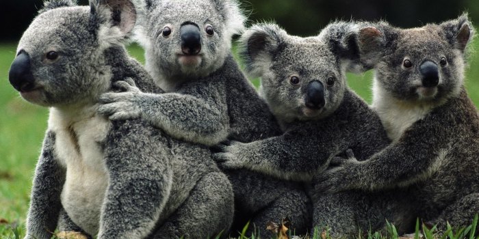 2560x1600 553926 windows wallpaper koala - Rare Gallery HD Wallpapers