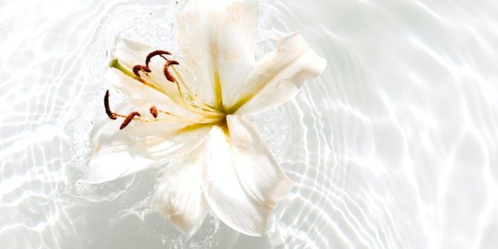 1000x1498 White Lily Pictures | Download Free Images on Unsplash
