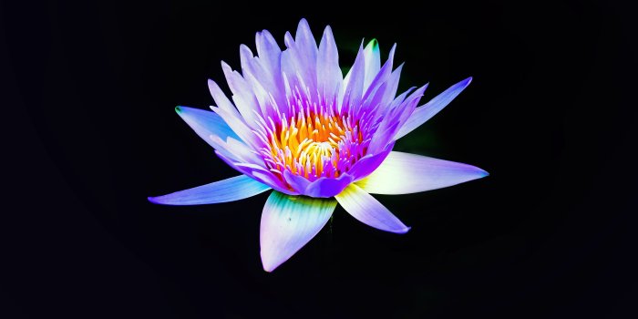 4896x3264 5395138 4896x3264 flower wallpapers, Free pictures, wallpaper, lily,  desktop backgrounds, flora, black backgorund, floral background, water lily,  wallpapers, waterlily, desktop wallpapers, amazing wallpaper, flower  background, black, nature, desk