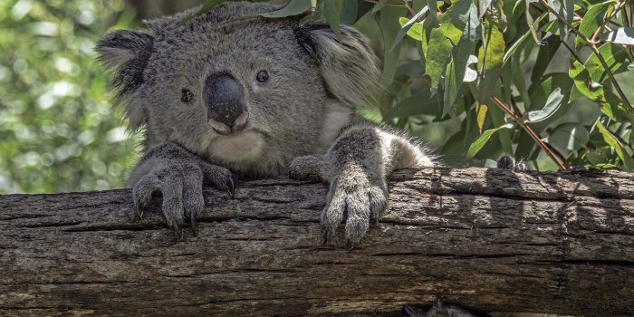 1920x1440 Cute koala - Wallpaper