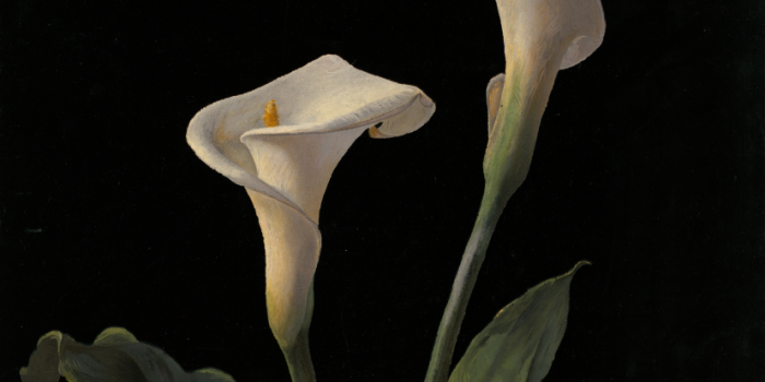 828x1792 Calla Lilies by George Cochran Lambdin Wallpaper | Wallaland