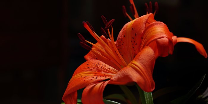 3840x2160 40+ 4K Lily Wallpapers | Background Images