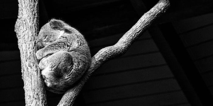3840x2160 Koala Taking A Nap Ultra HD Desktop Background Wallpaper for 4K UHD TV :  Widescreen & UltraWide Desktop & Laptop : Multi Display, Dual Monitor :  Tablet : Smartphone