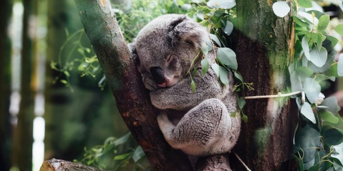 2560x1440 Download wallpaper: Koala bear 2560x1440
